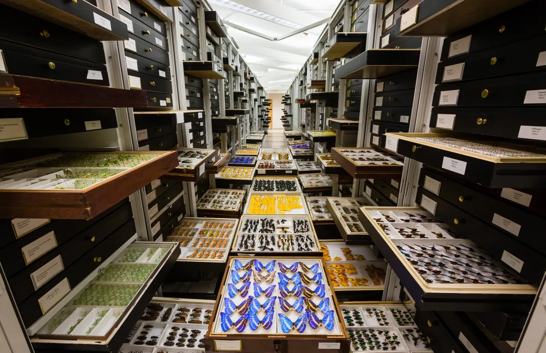 Aisle of cabinets with drawers pulled out to display colorful insects inside